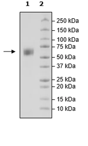 SDS-PAGE - Recombinant Cynomolgus monkey SIRP alpha protein (Biotin) (Avi tag C-Terminus + His tag C-Terminus) (AB271742)