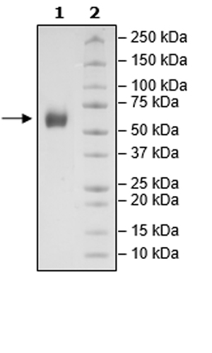 Recombinant Cynomolgus monkey SIRP alpha protein (Tagged)