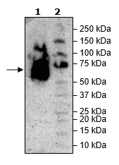 Western blot - Recombinant Cynomolgus monkey SIRP alpha protein (Tagged) (AB271741)