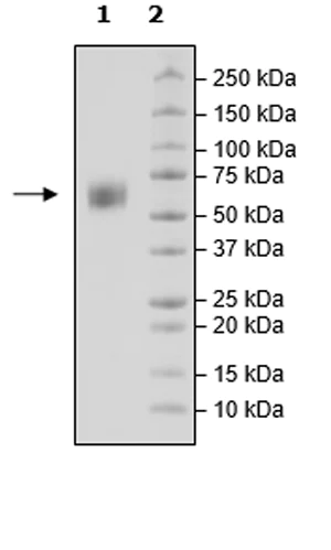 SDS-PAGE - Recombinant Cynomolgus monkey SIRP alpha protein (Tagged) (Biotin) (AB271742)