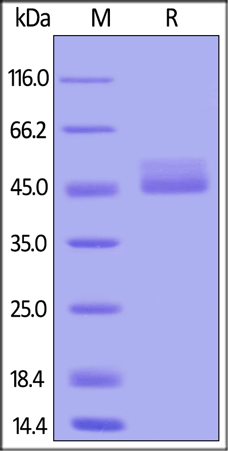 SDS-PAGE - Recombinant cynomolgus monkey TIGIT protein (Fc Chimera Active) (AB223105), expandable thumbnail