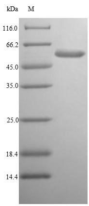 SDS-PAGE - Recombinant Cytolysin protein (Tagged) (AB235859)