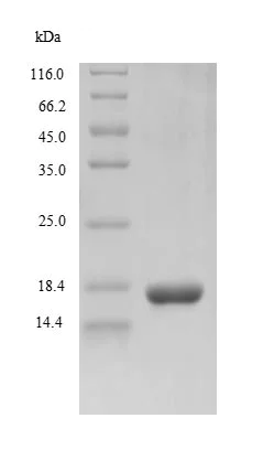 SDS-PAGE - Recombinant Cytomegalovirus Envelope glycoprotein B (Tagged) (AB236276)