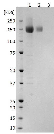 Recombinant Cytomegalovirus Glycoprotein B (Fc Chimera)