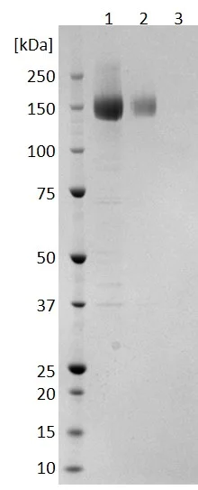 SDS-PAGE - Recombinant Cytomegalovirus Glycoprotein B (Fc Chimera) (AB256435)