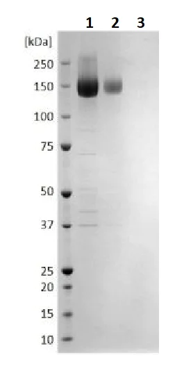 SDS-PAGE - Recombinant Cytomegalovirus Glycoprotein B (Fc Chimera) (AB256436)