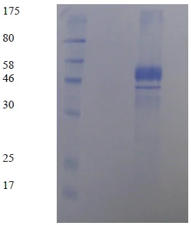 SDS-PAGE - Recombinant Dengue Virus 2 NS1 glycoprotein (6x His tag C-Terminus) (AB64456)