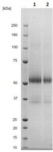 SDS-PAGE - Recombinant Dengue virus 3 E-glycoprotein (His tag) (AB256438), expandable thumbnail