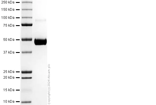 SDS-PAGE - Recombinant Dengue Virus 4 NS1 glycoprotein (AB318942)