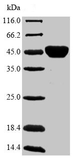 Recombinant Diacylglycerol acyltransferase/mycolyltransferase Ag85B protein (Tagged)