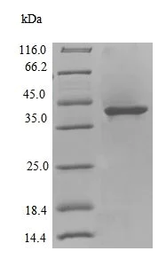 SDS-PAGE - Recombinant DNA polymerase IV protein (AB238357)