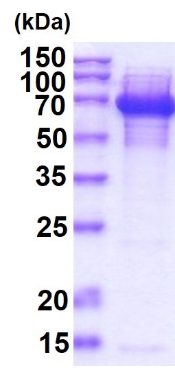 SDS-PAGE - Recombinant DnaK protein (Tag Free) (AB51121)