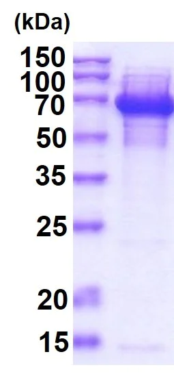 SDS-PAGE - Recombinant DnaK protein (Tag Free) (AB51121)