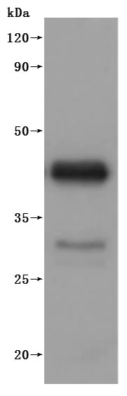 Western blot - Recombinant Dog CD20 protein - Active (His tag) (AB314538)