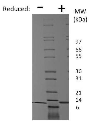 Recombinant dog GM-CSF protein (Active)