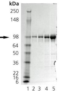 Recombinant Dog GRP94 protein