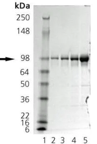 SDS-PAGE - Recombinant Dog GRP94 protein (AB92290)