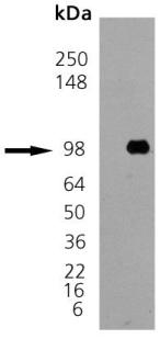 Western blot - Recombinant Dog GRP94 protein (AB92290)