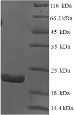 SDS-PAGE - Recombinant Dog IL-18 protein (His tag) (AB225983)