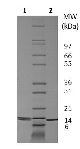 SDS-PAGE - Recombinant dog IL-2 protein (Active) (AB233593), expandable thumbnail