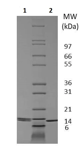 SDS-PAGE - Recombinant dog IL-2 protein (Active) (AB233593)