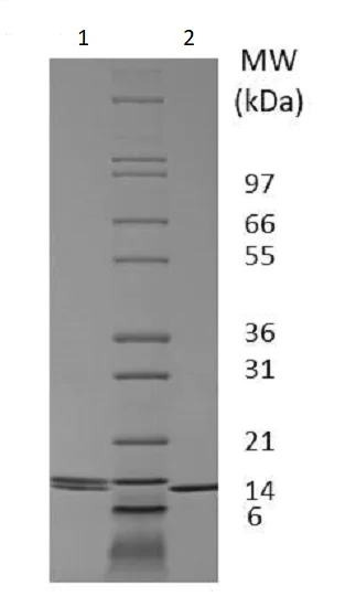 SDS-PAGE - Recombinant dog IL-2 protein (Active) (AB233688)