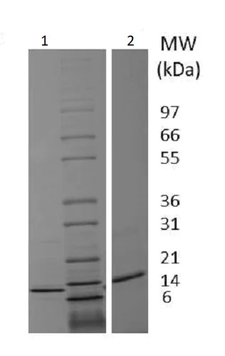 SDS-PAGE - Recombinant dog IL-4 protein (Active) (AB233682)