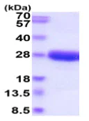 SDS-PAGE - Recombinant Dog IL-6 protein (His tag) (AB219480)