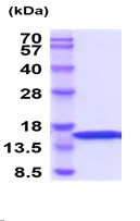 SDS-PAGE - Recombinant Dog Interferon gamma protein (Tag Free) (AB222448)
