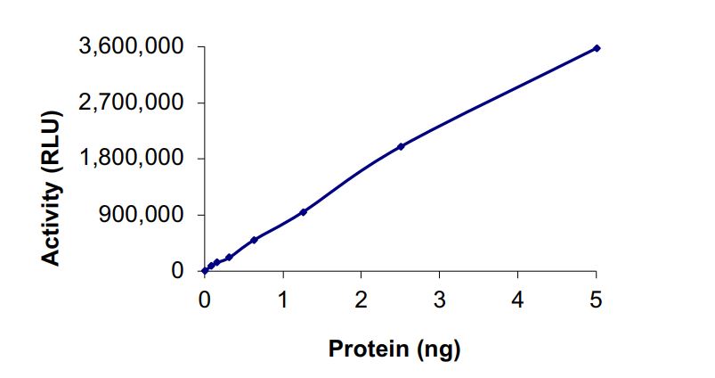 Recombinant dog NNMT protein (Active)