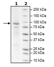 Recombinant dog PDE3A protein (Active)