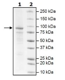 SDS-PAGE - Recombinant dog PDE3A protein (Active) (DDDDK tag C-Terminus) (AB271677)