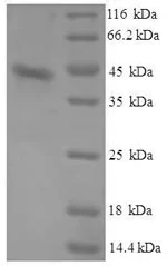 SDS-PAGE - Recombinant Dog Serum Amyloid A protein (Tagged) (AB224871)