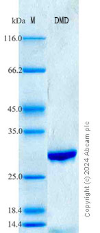 SDS-PAGE - Recombinant Dystrophin Protein Standard (His tag) (AB316605), expandable thumbnail