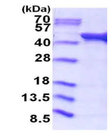 SDS-PAGE - Recombinant E. coli Acetate Kinase protein (His tag N-Terminus) (AB187412)