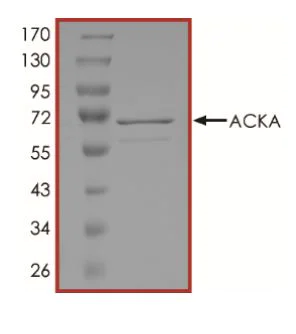 SDS-PAGE - Recombinant E. coli Acetate Kinase protein (Tagged) (AB268312)