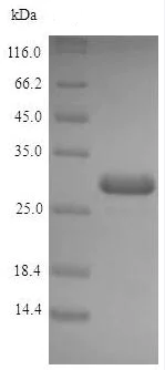 SDS-PAGE - Recombinant E. coli Acyl carrier protein (Tagged) (AB235802)