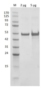 SDS-PAGE - Recombinant E. coli ASS1 protein (Active) (AB286071)