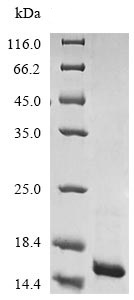 SDS-PAGE - Recombinant E. coli ATP-dependent Clp protease adapter protein ClpS (His tag) (AB237558)