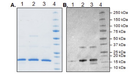 Biological Activity - Recombinant E. coli BirA protein (AB198449)