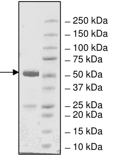 SDS-PAGE - Recombinant E. coli BirA protein (AB198449)