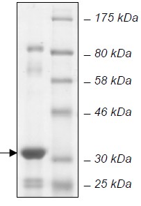 SDS-PAGE - Recombinant E. coli BirA protein (Active) (AB135015), expandable thumbnail