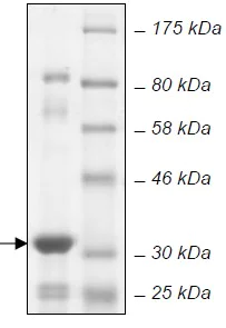 SDS-PAGE - Recombinant E. coli BirA protein (Active) (AB135015)