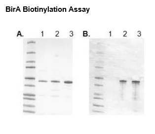Western blot - Recombinant E. coli BirA protein (Active) (AB135015)