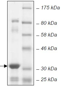 SDS-PAGE - Recombinant E. coli BirA protein (Active) (His-DDDDK tag N-Terminus) (AB135015)