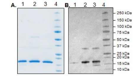 Biological Activity - Recombinant E. coli BirA protein (GST tag N-Terminus) (AB198449)