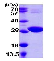 SDS-PAGE - Recombinant E. coli cysH protein (His tag N-Terminus) (AB106888)