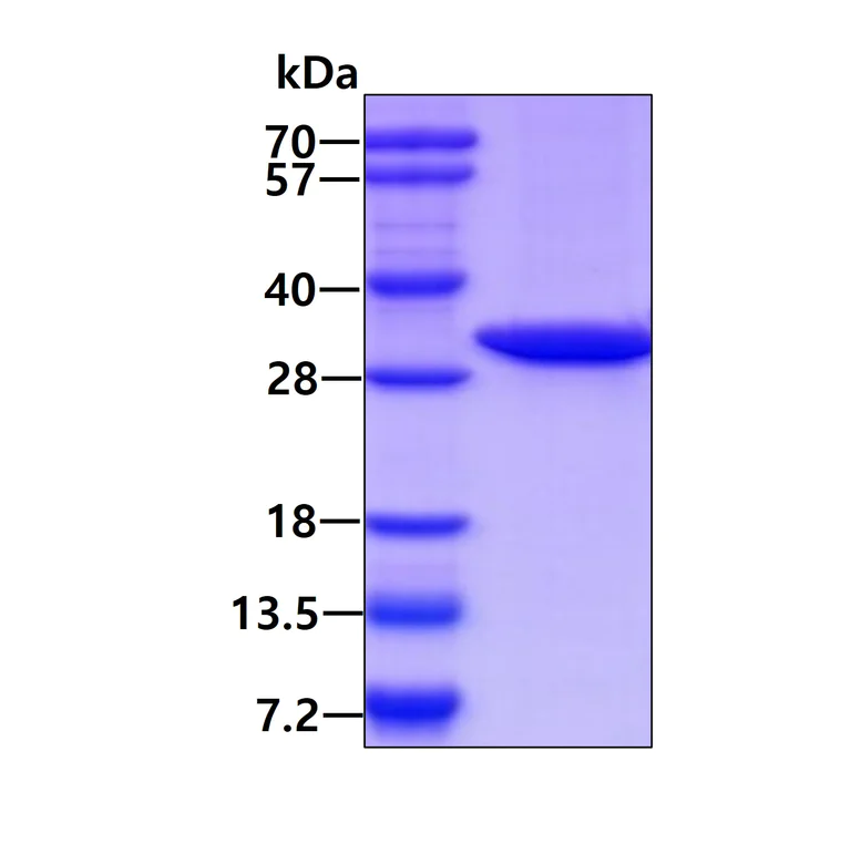 SDS-PAGE - Recombinant E. coli deoC protein (AB106864)