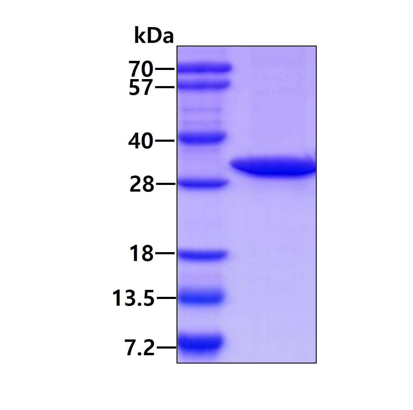 SDS-PAGE - Recombinant E. coli deoC protein (His tag N-Terminus) (AB106864)