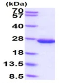 SDS-PAGE - Recombinant E. coli Disulfide-bond isomerase protein (AB229511)